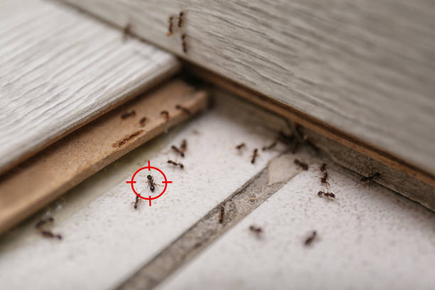 Best Flea Control Services  in Newmanstown, PA
