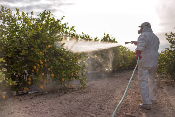 Wasp Removal Services in Newmanstown, PA