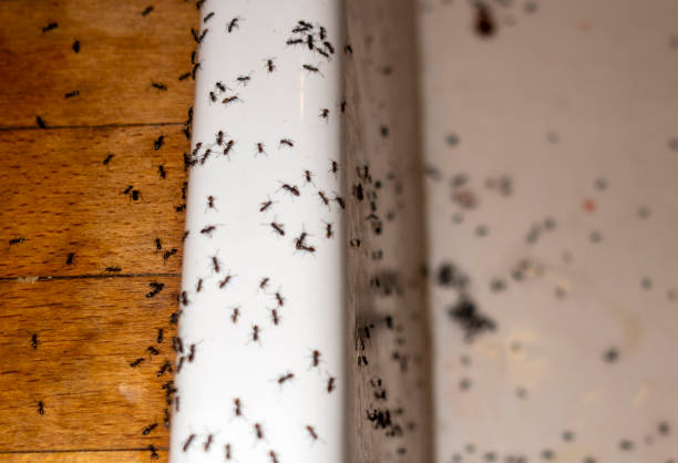 Best Exterminator Services  in Newmanstown, PA